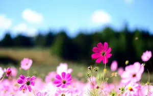 Flower Field Floral Desktop