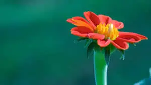 Iconic Red Orange Flower Petals Background