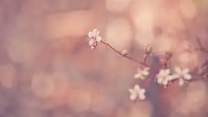 a small branch with white flowers in the background