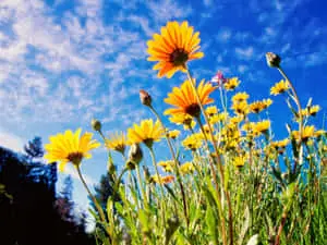 Tiny Yellow Flowers Low Angle View Background