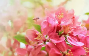 a pink flower with a bee flying around it