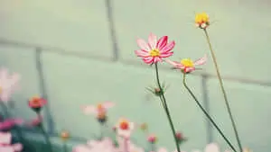 Vibrant Blooms - A Colorful Array of Various Flowers in Full Bloom