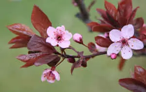 a tree with pink flowers and leaves