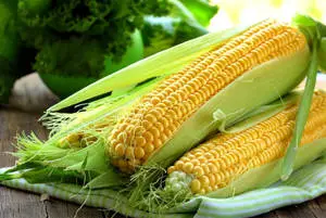 Fresh Sweet Corns