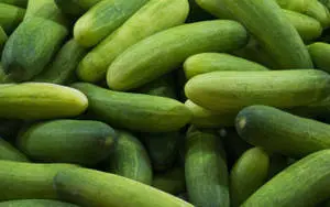 Freshly harvested bright green Gherkin Cucumbers