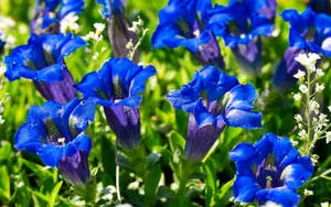 A vibrant glimpse of a Gentian blue flower against a nature backdrop.