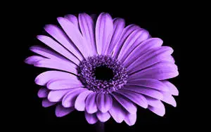 Gerbera Purple Flower