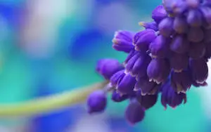 Grape-Like Purple Flower