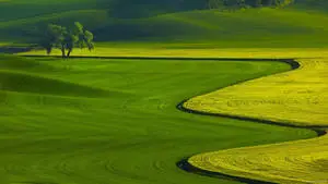 A beautiful green field with flowing crops