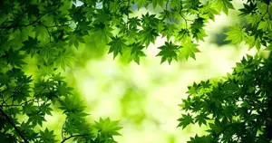 Green Maple In Full Desktop Screen Hd
