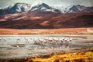 HD Desktop Flamingos On Water
