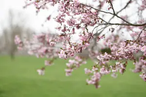 Japanese Sakura Close-up