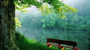 Enjoying Nature on a Lakeside Bench