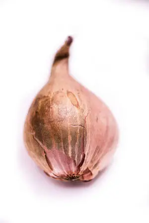Light Brown Withered Onion