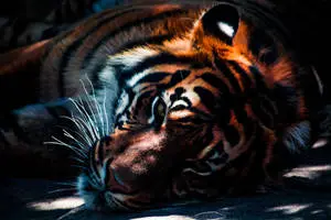 Majestic Tiger in the Wild 