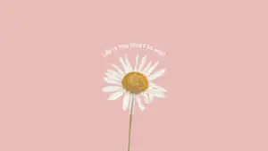 a white daisy with the words life is too short