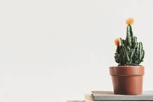 A Simple, Yet Eye-Catching Minimalist Potted Cactus
