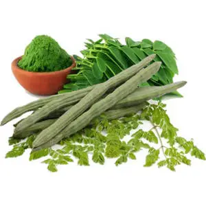 Moringa Plant From Seed To Powder
