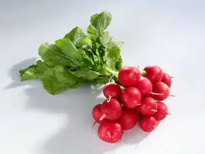 Fresh Italian Radish Bundle