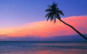 Palmtree Silhouette Pink Sunset