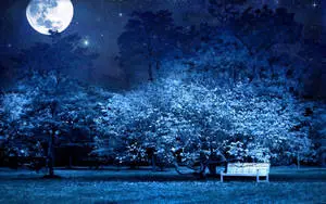 Park Under The Moon Night Sky