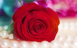Pearl And Rose Flower Desktop
