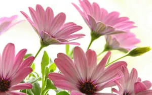 Blooming Pink Flower Embracing the Sunlight