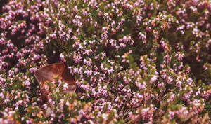 Pink Flower Garden With Brown Leaf