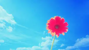 Pink Gerbera Summer Desktop