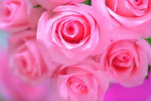 Delicate Pink Roses Background for serene beauty