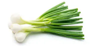 Plain Green Onion Display