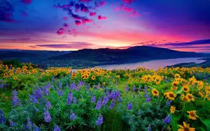 Pretty Desktop Flower Field