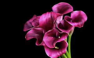 Purple Bog Arum Flower Desktop