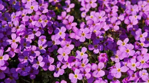 Purple Flower Bush Close-Up