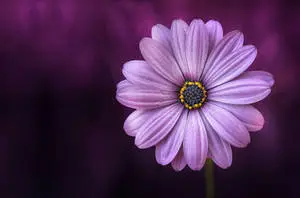 Stunning Full Bloom Purple Flower Desktop