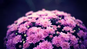 Purple Flower Rounded Hedge