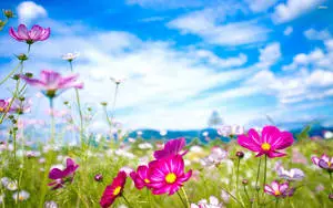 Purple Garden Cosmos Flower Desktop