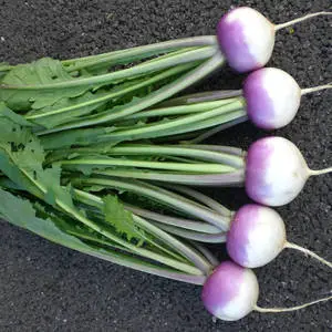 Purple Vegetable Turnips With Leaves