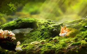 Relaxing Desktop Little Fox