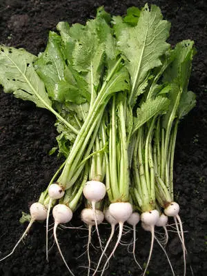 Salad Turnip Healthy Vegetables