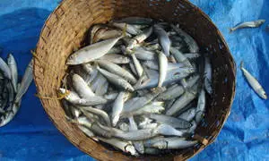 Sardines Inside A Basket 