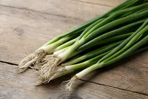 Freshly Harvested Green Onions