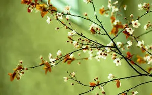 a branch with flowers on it