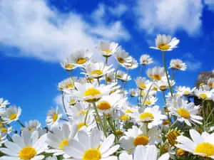 Spring Flowers Desktop Daisies Blue Sky