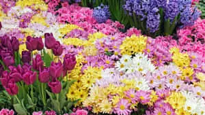 Spring Brings Colorful Flowers to Fill Your Desktop