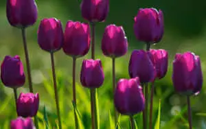 Brighten Your Day with Stunning Spring Flowers