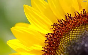 A cheery sunflower for your desktop 