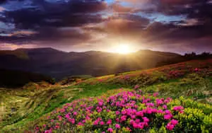 Glimpses of Sunrise as Seen From a Desktop 