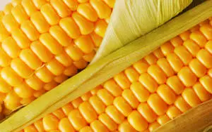Sweet Kernel Corns