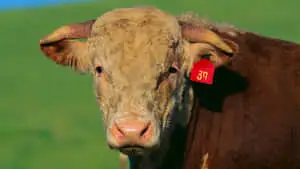 Cattle Being Tagged in a Punitive Environment
